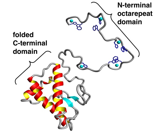 prp protein